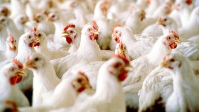 روسيا تعلن عن تسجيل أول حالة لإصابة البشر بإنفلونزا الطيور H5N8