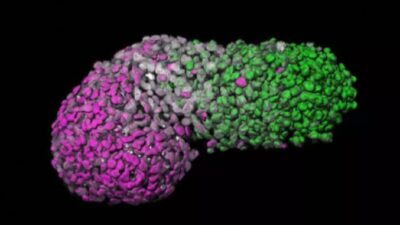 إنجاز علمي صادم: تطوير أجنة بشرية في المختبر بدون رحم
