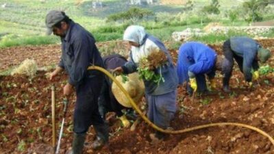 نقابة تجمع مزارعي الجنوب طالبت “الطاقة” بتوفير المازوت