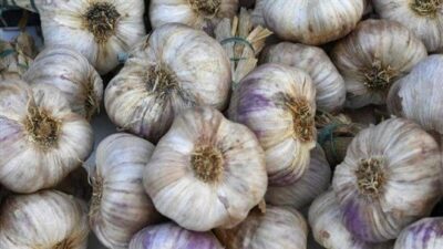 الثوم يقلّل خطر الإصابة بالسرطان