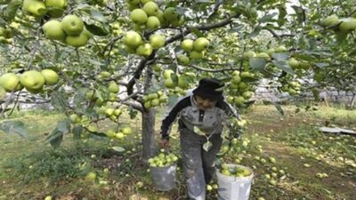 تصدير التفاح أو التبريد في عكار بخطر… الأهالي يُناشدون المعنيين للتدخل