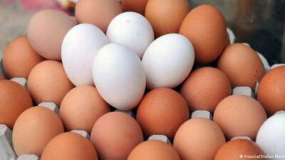 تسعير البيض بالمنافذ الاستهلاكية الأحد المقبل: 49 جنيها للكرتونة