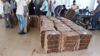 مباشرة تسلم محصول التبغ…واعتراض على الأسعار