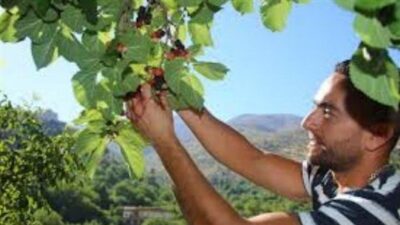 القطاف على الأبواب.. أزمة تهدّد بضرب الموسم