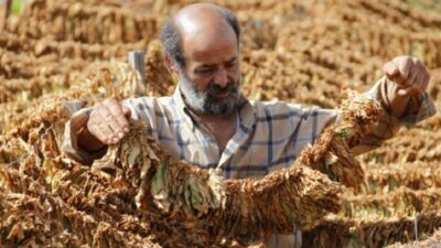 كارثة كبيرة تهدّد مزارعي التنباك!