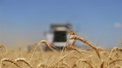 منظمة التجارة: تمديد صفقة الحبوب سيخفّض أسعار المنتجات