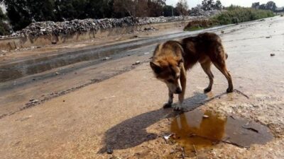 في بلدة جنوبية… كلبٌ يهاجم 5 أشخاص من بينهم طفل!