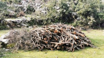 جمعية “كشاف البيئة” استنكرت الاستمرار في قطع الأشجار في عكار العتيقة