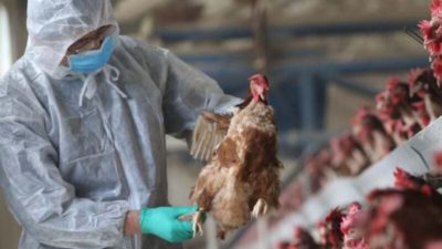 أمريكا تحظر بعض واردات الدواجن من ولاية أسترالية بسبب إنفلونزا الطيور