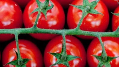 ما علاقة الطماطم بتعزيز صحة الدماغ؟ إليك الأسباب