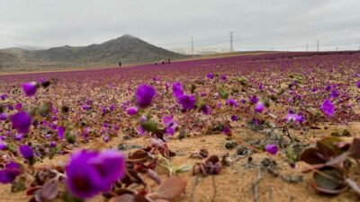 تشيلي.. “النينيو” تجعل صحراء جافة تزهر وروداً
