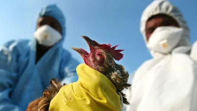 بكين وبروكسل تعلّقان استيراد الدجاج البرازيلي بعد اكتشاف تفش لإنفلونزا الطيور