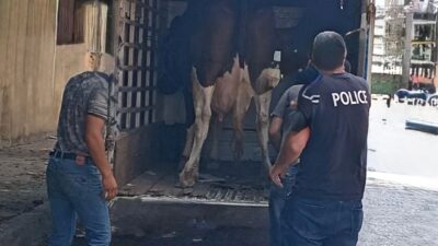 شرطة بلدية طرابلس صادرت ابقارا وتحذر أصحابها من مغبة ذبها وتوزيع لحومها للمياتم والفقراء