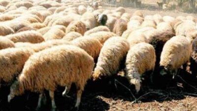 نفوق أكثر من 300 رأس ماعز... والتحقيقات جارية