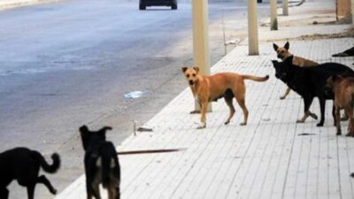 في صيدا… مواطنة تتعرّض لهجوم كلاب شاردة